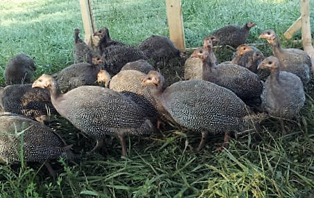 Guinee fowl flock eat undesirable insects at BHR year around