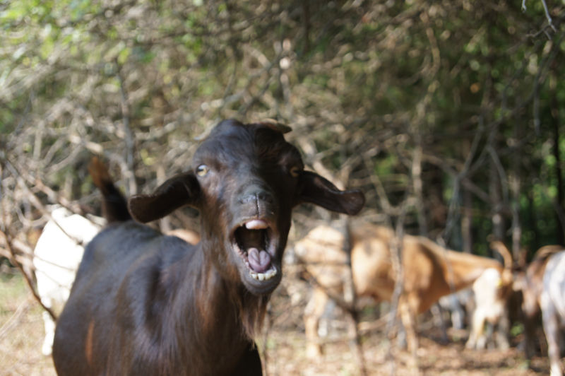 BHR 100% pasture grazed Goat at forest edge