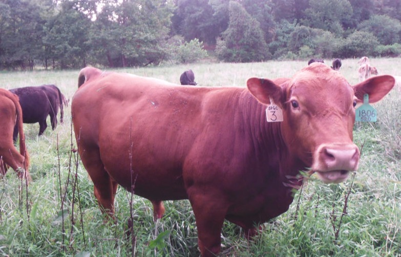 Our beautiful red bull, the Herd Sire is of South Poll Genetics for BHR