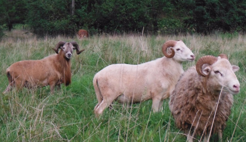 BHR male sheep with large horns grazing forage in our field in Amherst, Virginia