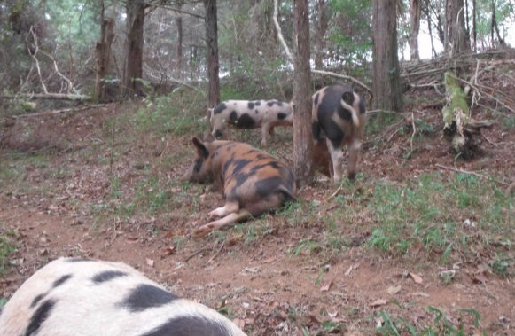 Swine lounge and graze in the cool forest, foraging at will