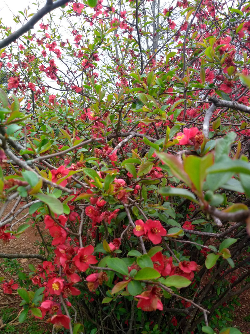Bright coral quince fruit flowers very early spring, helping make early food for bees