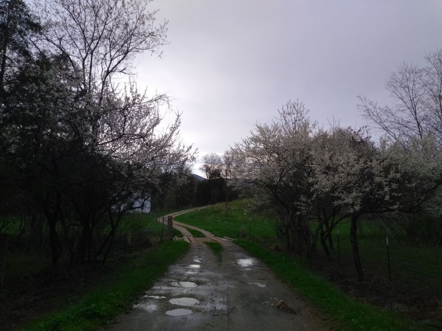 Lines of American Plum trees in Blossom in Spring at the Brooklyn Hills Ranch Entrance