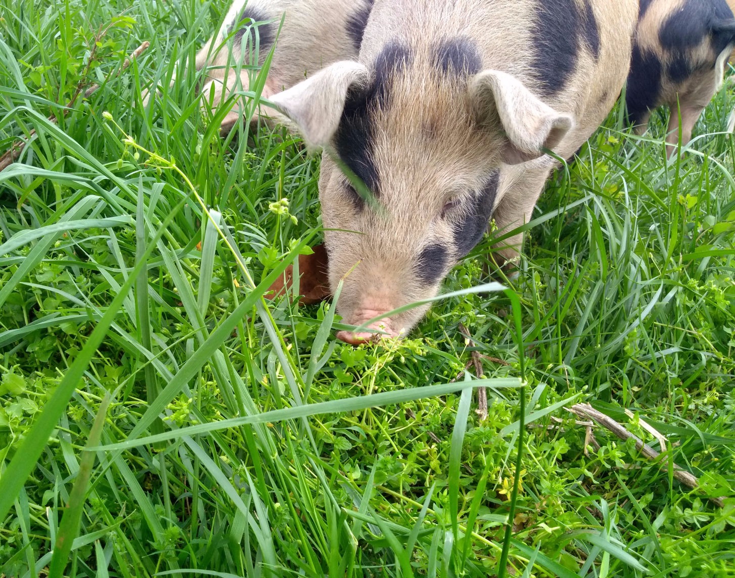 Spotted heritage pigs eating clover and grasses at our ranch in VA