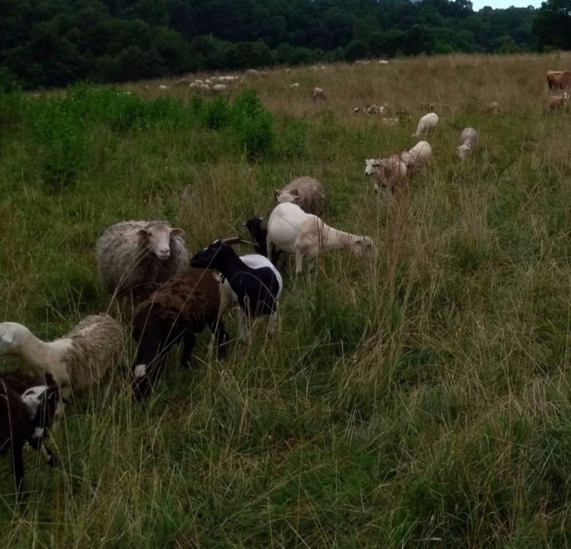 BHR 100% grassfed & grassfinished Lamb grazing summer pasture in Central Virginia