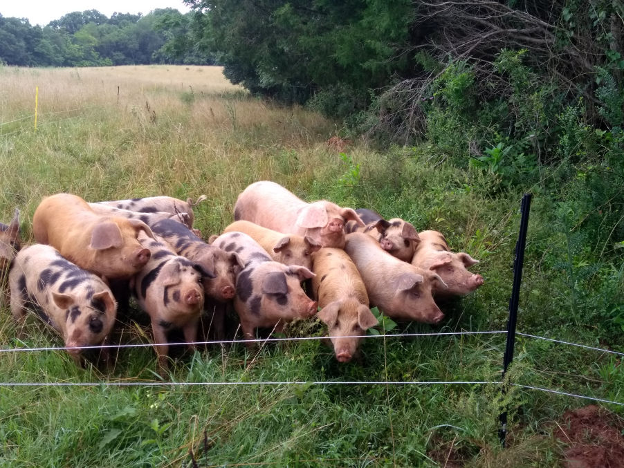 A small herd of pigs on BH Ranch pasture and forested land