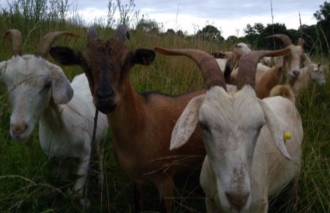3 young BHR Goat 100% pasture grazed and forage fattened
