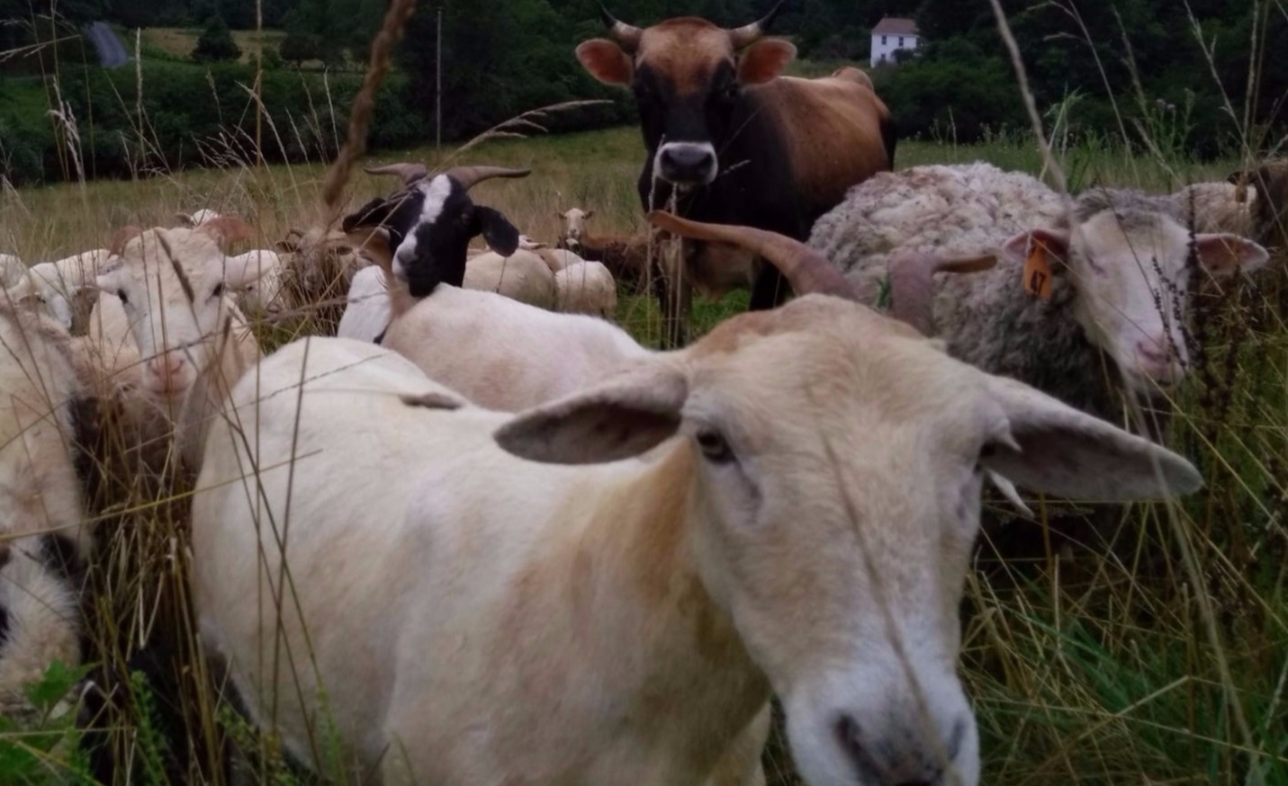 Lowesville, VA at Brooklyn Hills Ranch our 100% grassfed & forage fattened Goats grazing with sheep