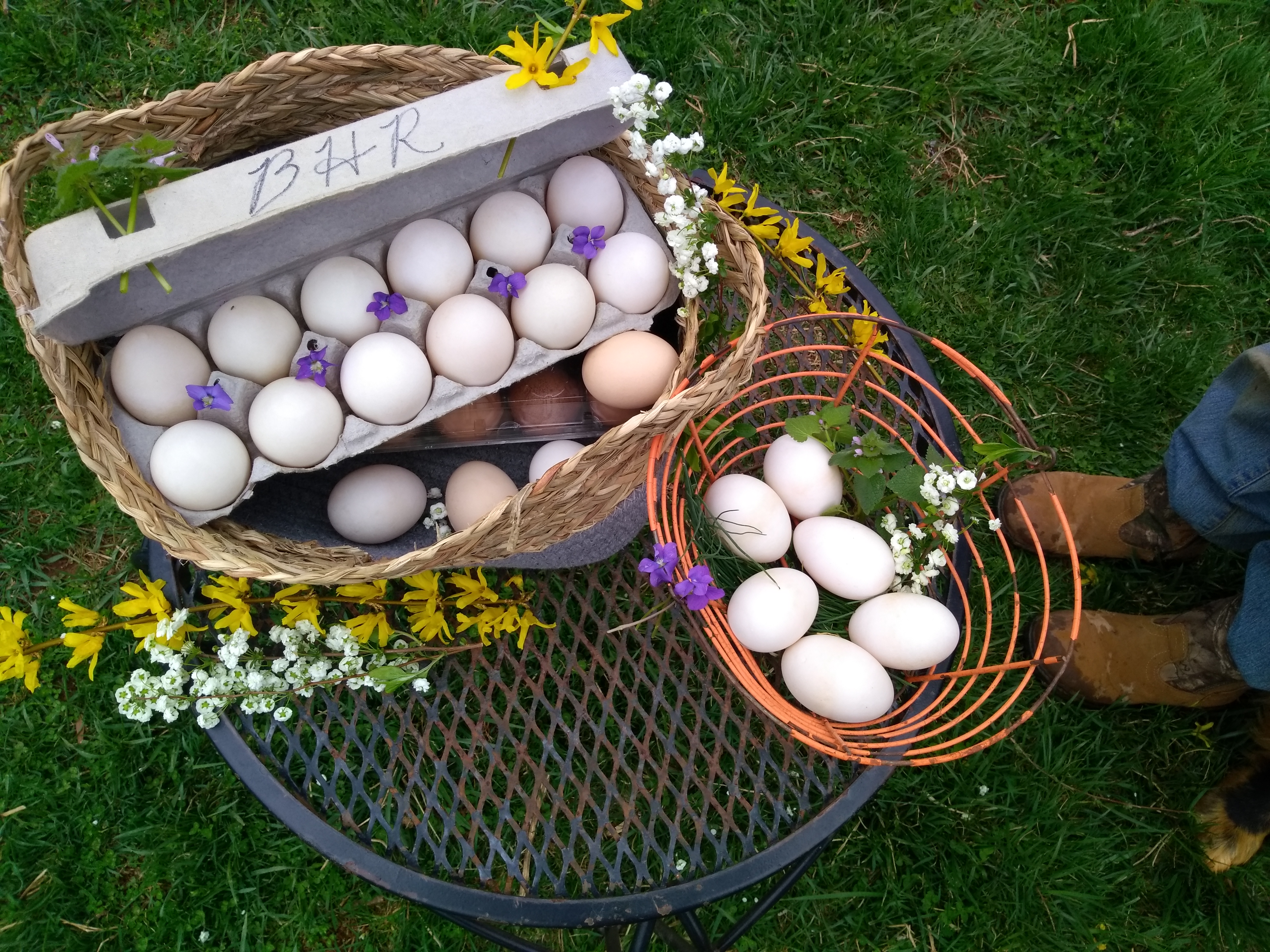 fresh eggs from the farm to table