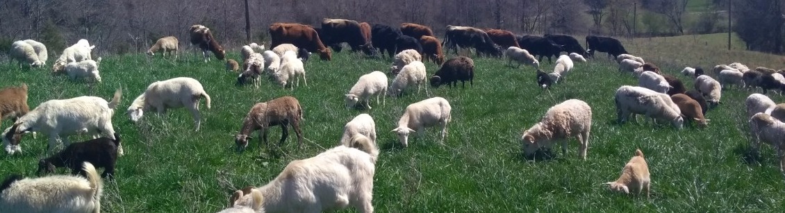 B.H.R. Whole Lamb grazing