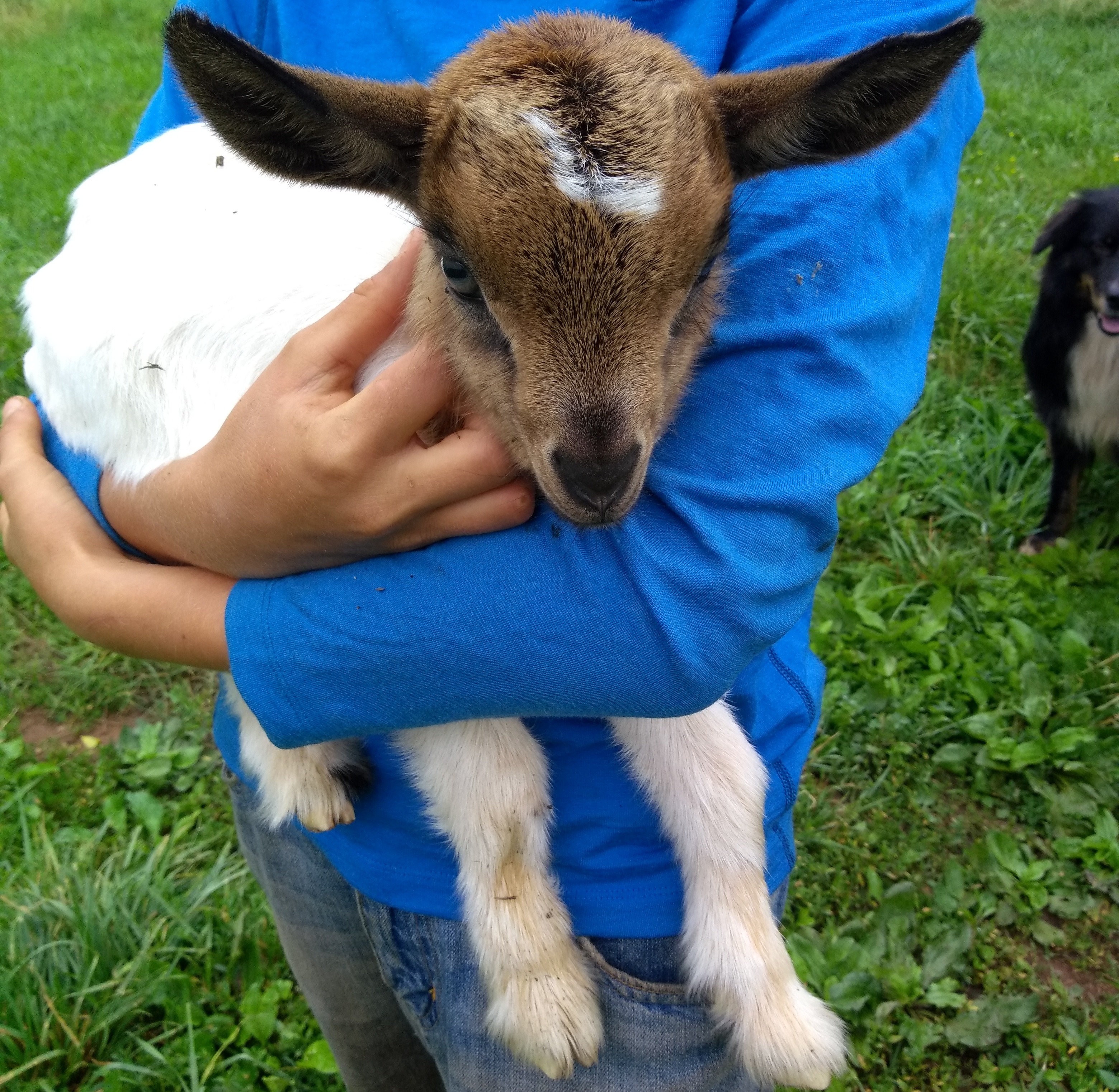 Farm family member w/ baby goat at Brooklyn Hills Ranch