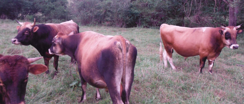 Near Amherst, Virginia at BHR 4 of our 100% grassfed Beef cattle grazing pasture
